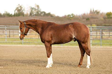 Professional Horse Sales .